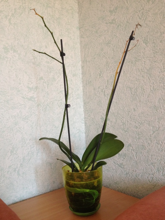 Как спасти Орхидею?