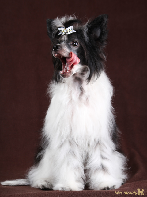 Просто покажемся- Барбариска :) Китайская хохлатая