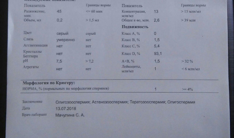 Морфология сперматозоидов