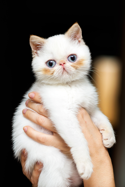 ЭКЗОТ, ОКРАС ГИМАЛАЙСКИЙ ГОЛУБОГЛАЗЫЙ