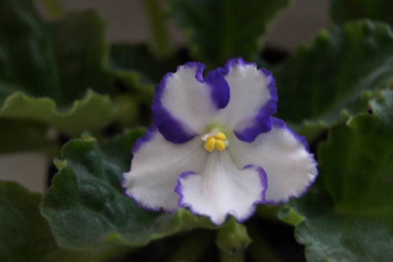 Мои фиалочки