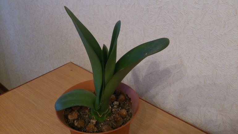 Подскажите как его зовут??