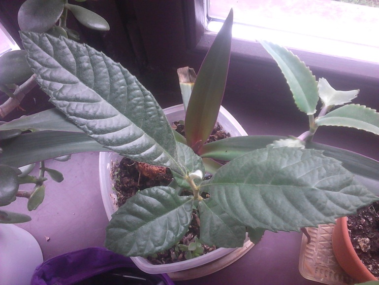 ВЫРОСЛО САМО) только кто это?