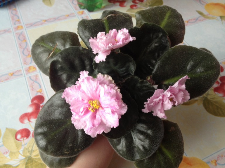 Цветут мои фиалочки.