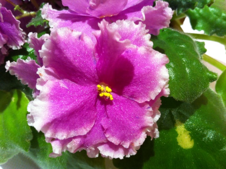 Цветут мои фиалочки.