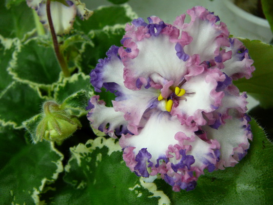 Девочки, заберите СРОЧНО!! детки и листики фиалок. Бабушкинская. ОБНОВИЛА ПОСТ 04.10