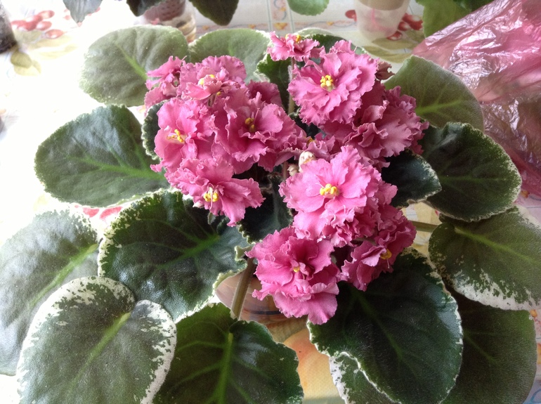 Цветут мои фиалочки.