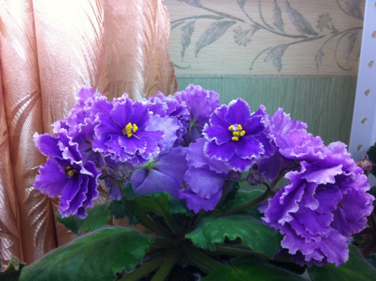Цветут мои фиалочки.