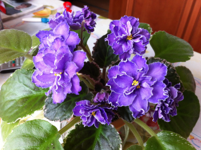 Цветут мои фиалочки.