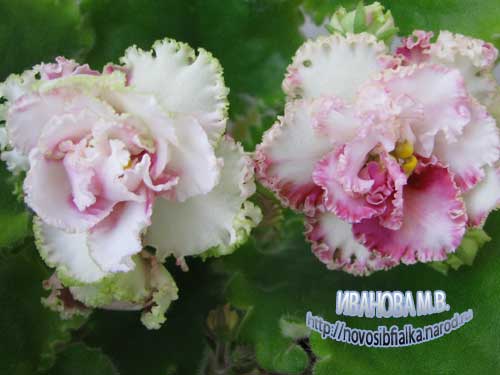 Девочки, заберите СРОЧНО!! СЕГОДНЯ детки и листики фиалок. Бабушкинская