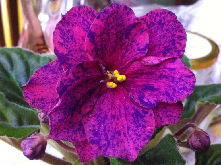 Девочки, заберите СРОЧНО!! детки и листики фиалок. Бабушкинская. ОБНОВИЛА ПОСТ 04.10