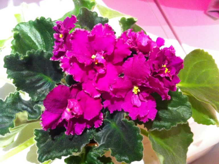 Цветут мои фиалочки.