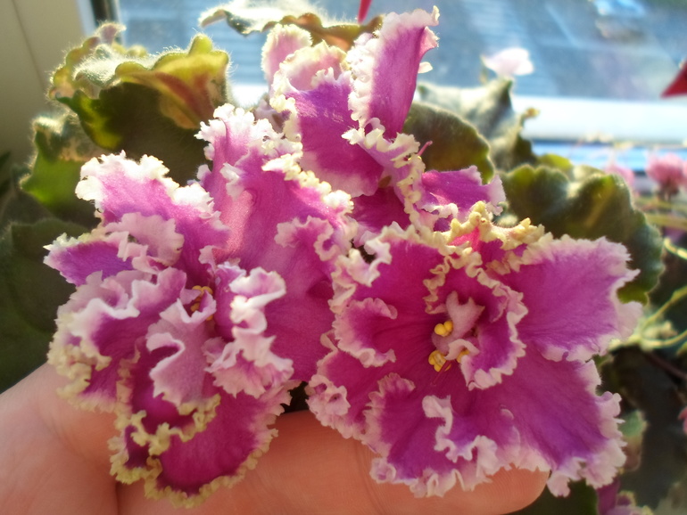 Цветут мои фиалочки.