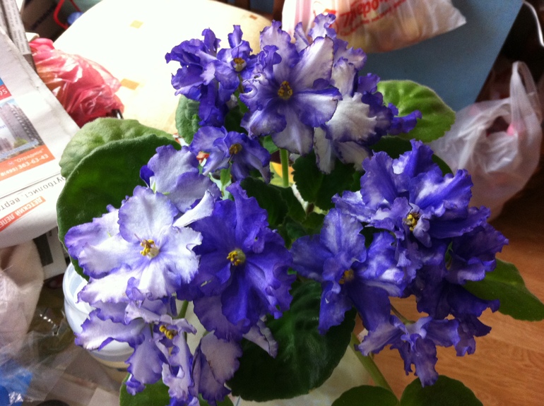 Девочки, заберите СРОЧНО!! СЕГОДНЯ детки и листики фиалок. Бабушкинская. ОБНОВИЛА ПОСТ 03.10