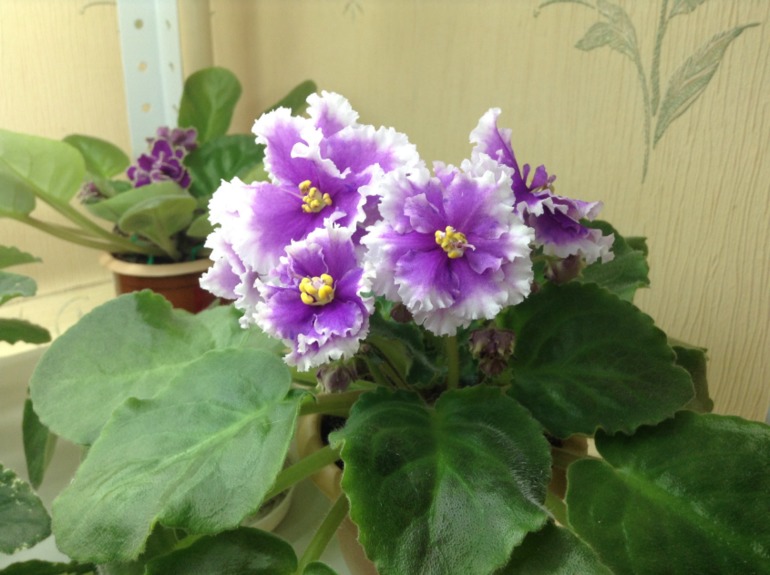 Цветут мои фиалочки.