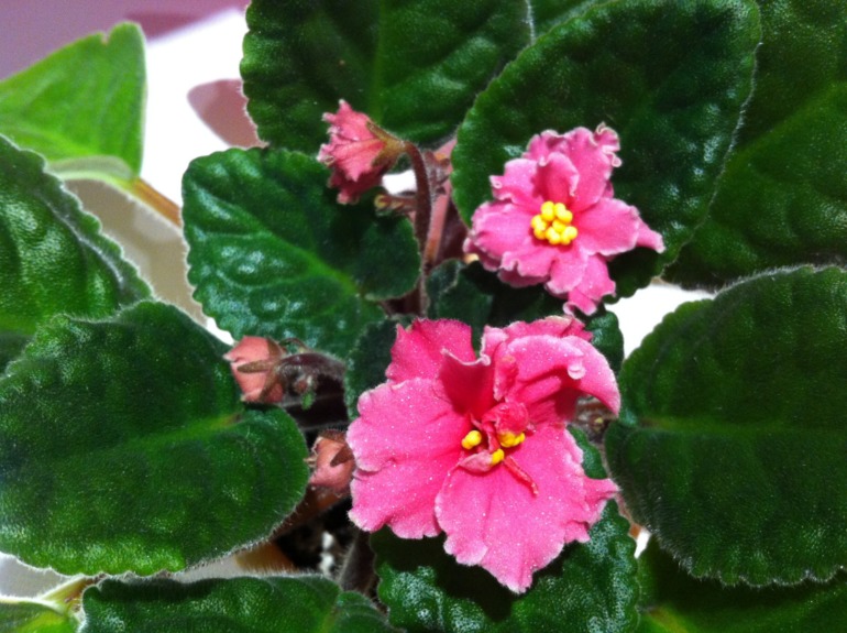 Цветут мои фиалочки.