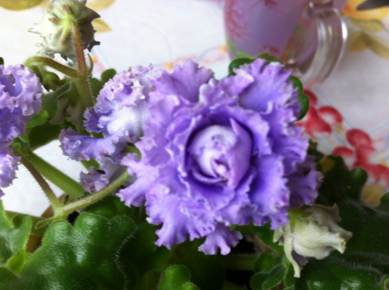 Цветут мои фиалочки.