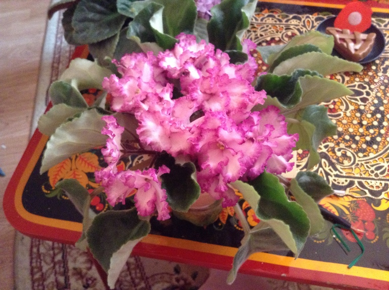 Цветут мои фиалочки.