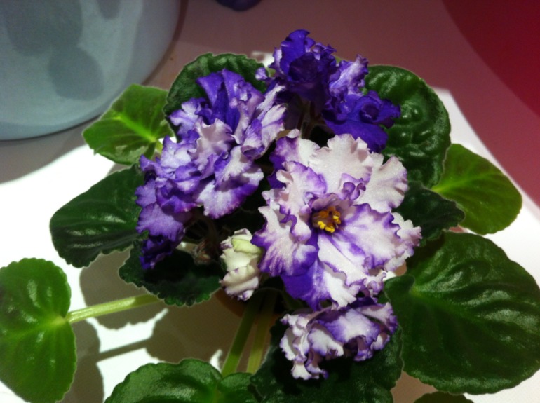 Необычное цветение Arctic Frost. Делюсь радостью.)))