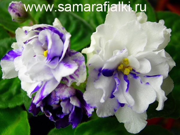 Продам детки от фиалок. Бабушкинская