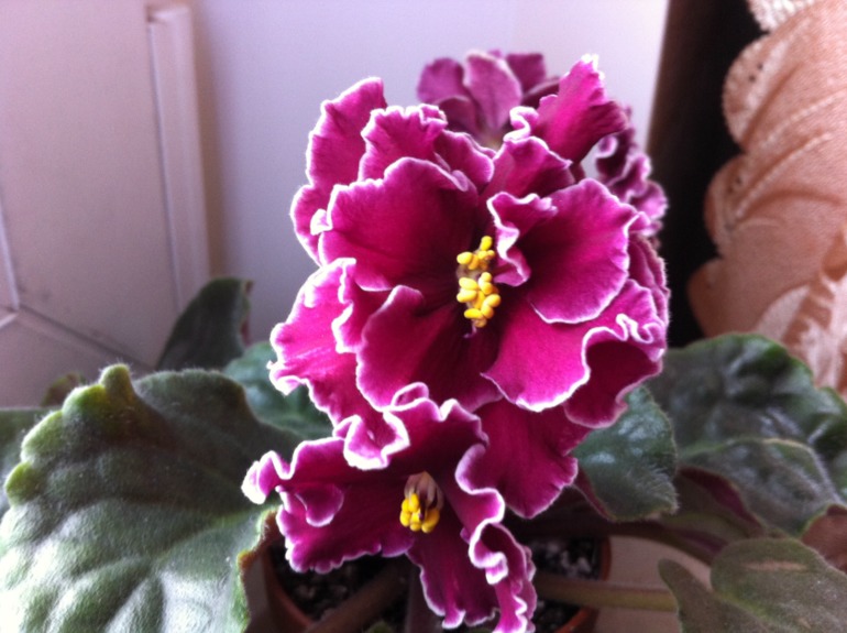 Цветут мои фиалочки.