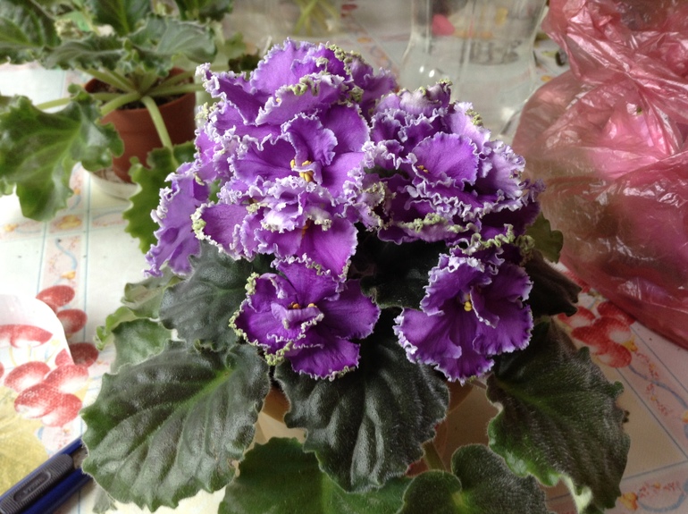 Цветут мои фиалочки.