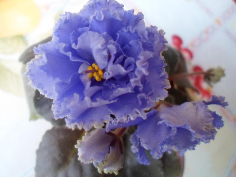 Девочки, заберите СРОЧНО!! детки и листики фиалок. Бабушкинская. ОБНОВИЛА ПОСТ 04.10