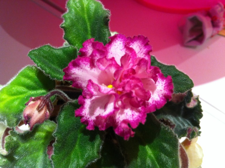 Цветут мои фиалочки.