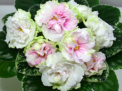 Девочки, заберите СРОЧНО!! СЕГОДНЯ детки и листики фиалок. Бабушкинская