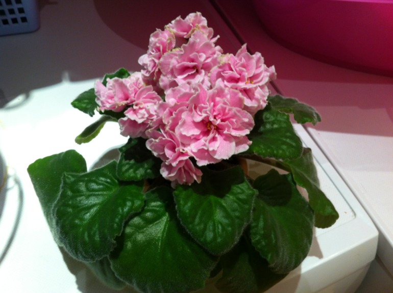 Спасение фиалки)