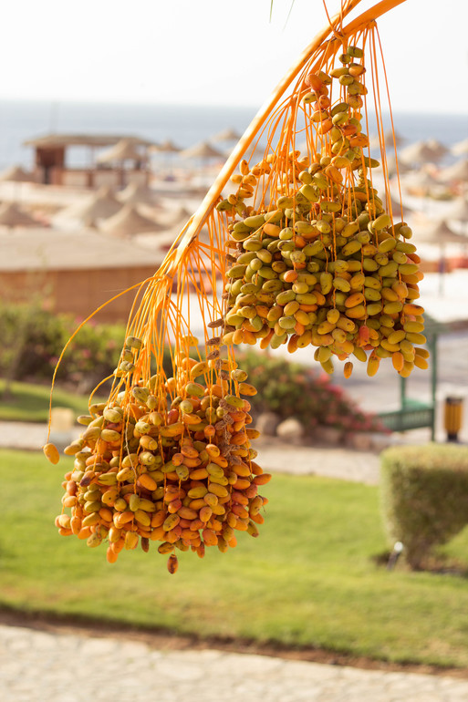 Египетская жара