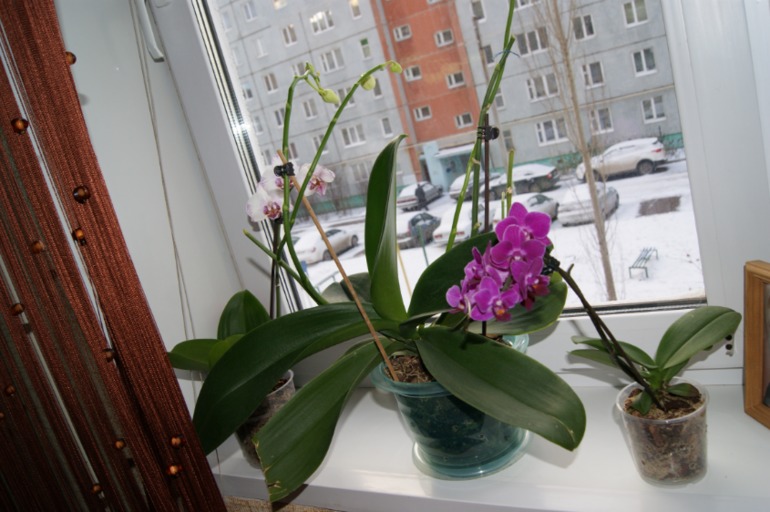 Мои любимки))