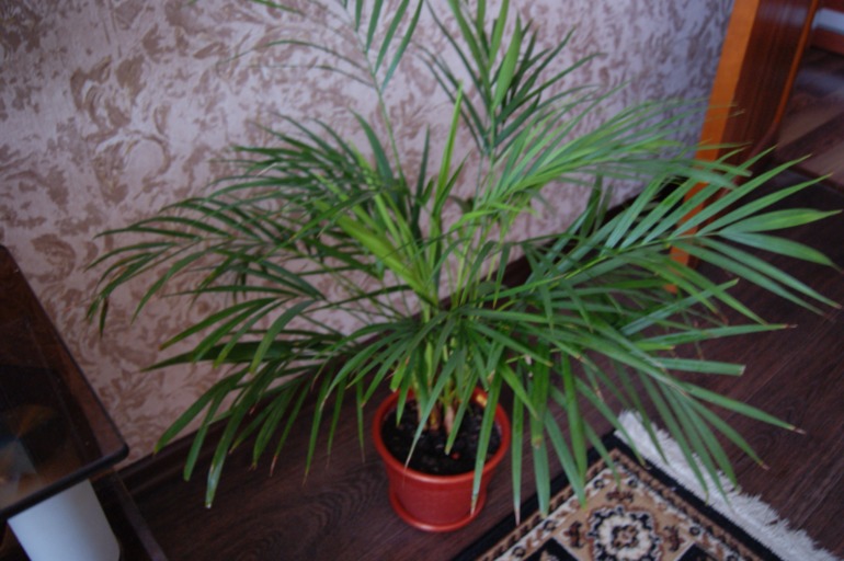 Мои любимки))