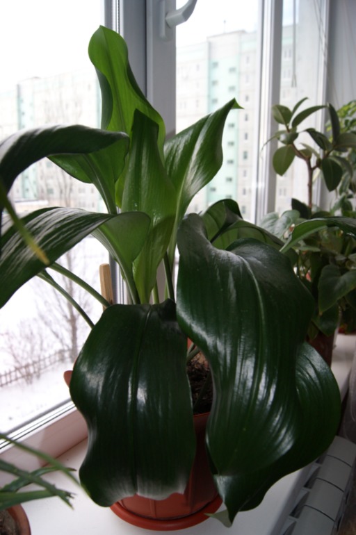 Мои любимки))