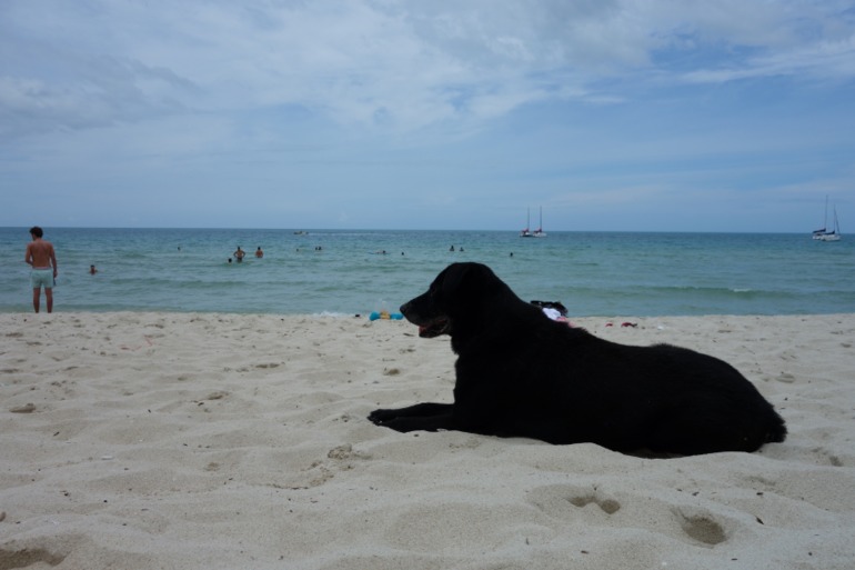 Москва-Бангкок-Пхукет-Самуи-Пхукет-Бангкок-Москва (много фото)