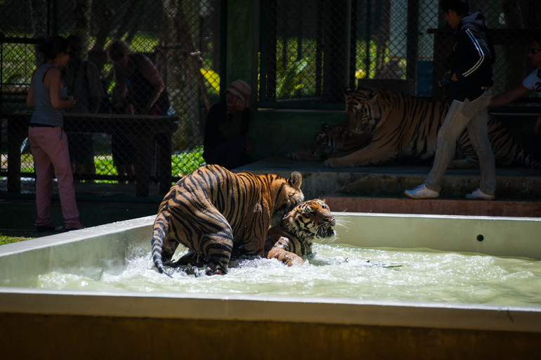 Парк Тигров на Пхукете «Tiger Kingdom»