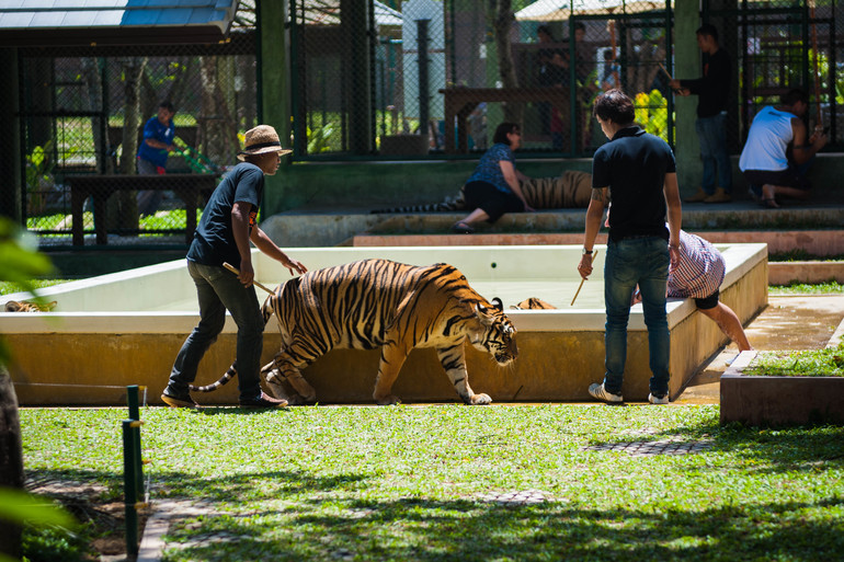 Парк Тигров на Пхукете «Tiger Kingdom»