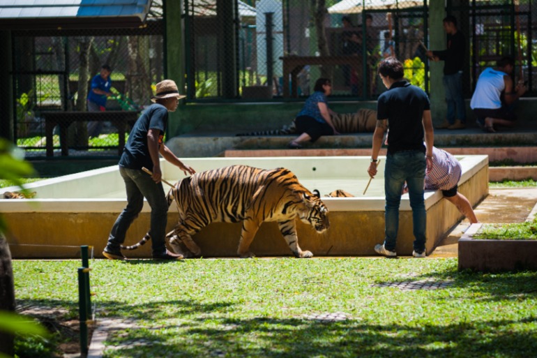 Парк Тигров на Пхукете «Tiger Kingdom»