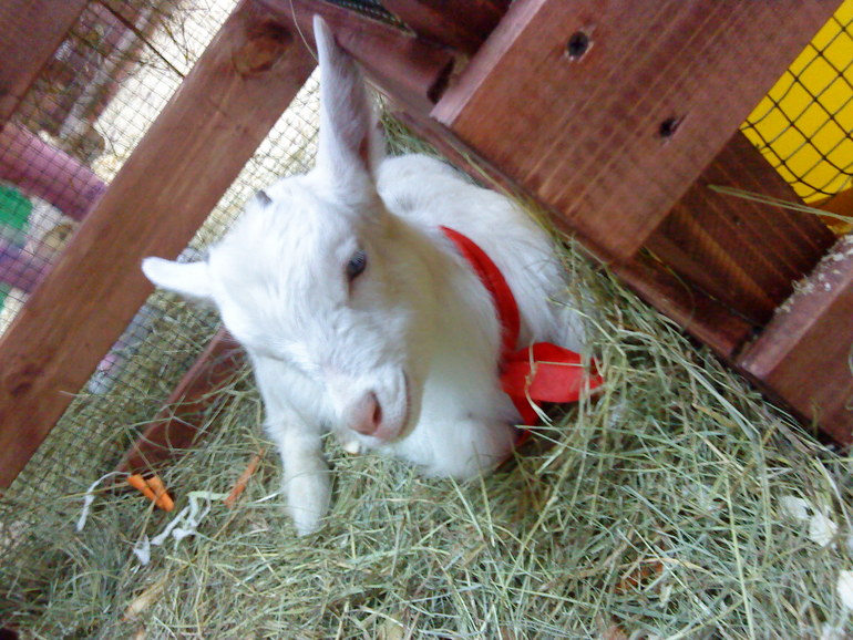 Контактный зоопарк на Тушинской.