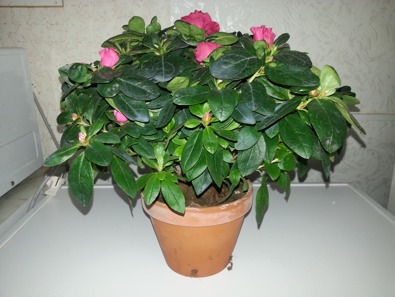 Что за зверь?