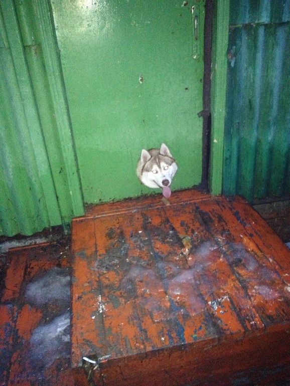 Кутенька Умка