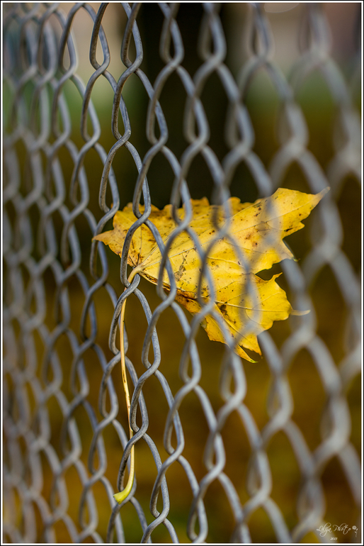 несколько фотографий