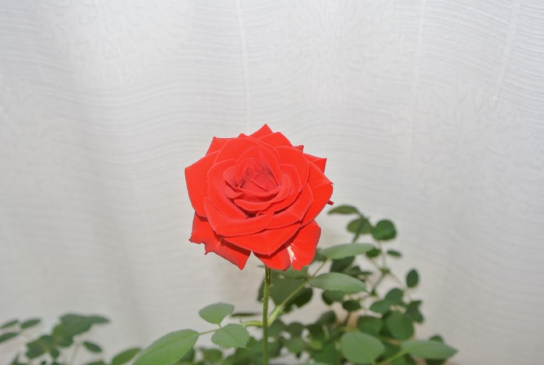 Паутинный клещ на розах.