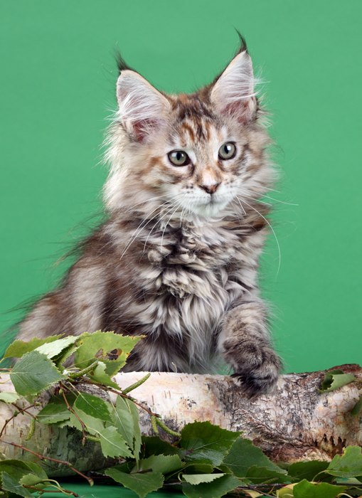 Решились....