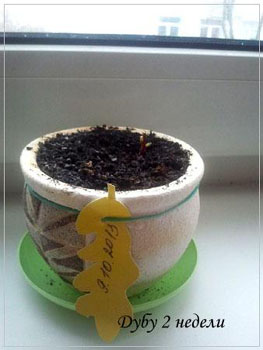 Месяц дубу!