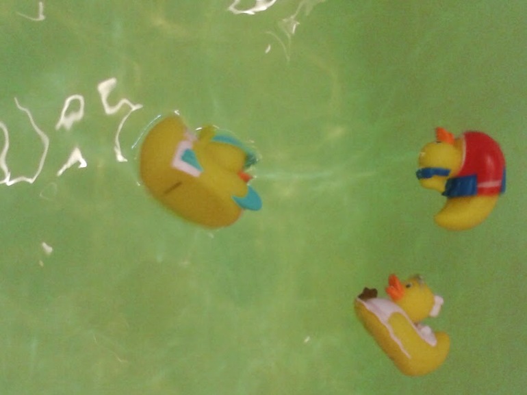 никогда не видела что б утки так плавали!!!