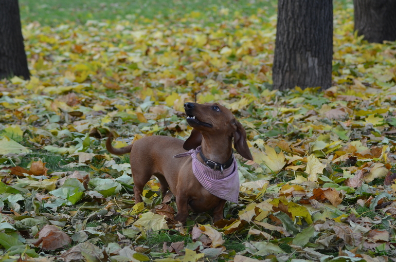 Осень. Прогулка. Сад им.Баумана