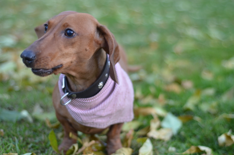 Осень. Прогулка. Сад им.Баумана