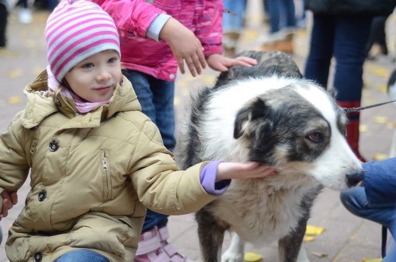 Выставка-ярмарка брошенных животных в парке им.Горького