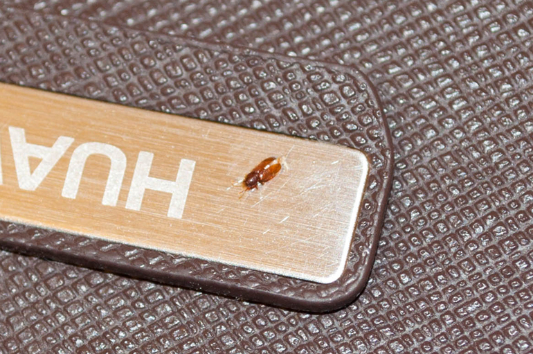 Что за насекомое? (Фото прилагаются)